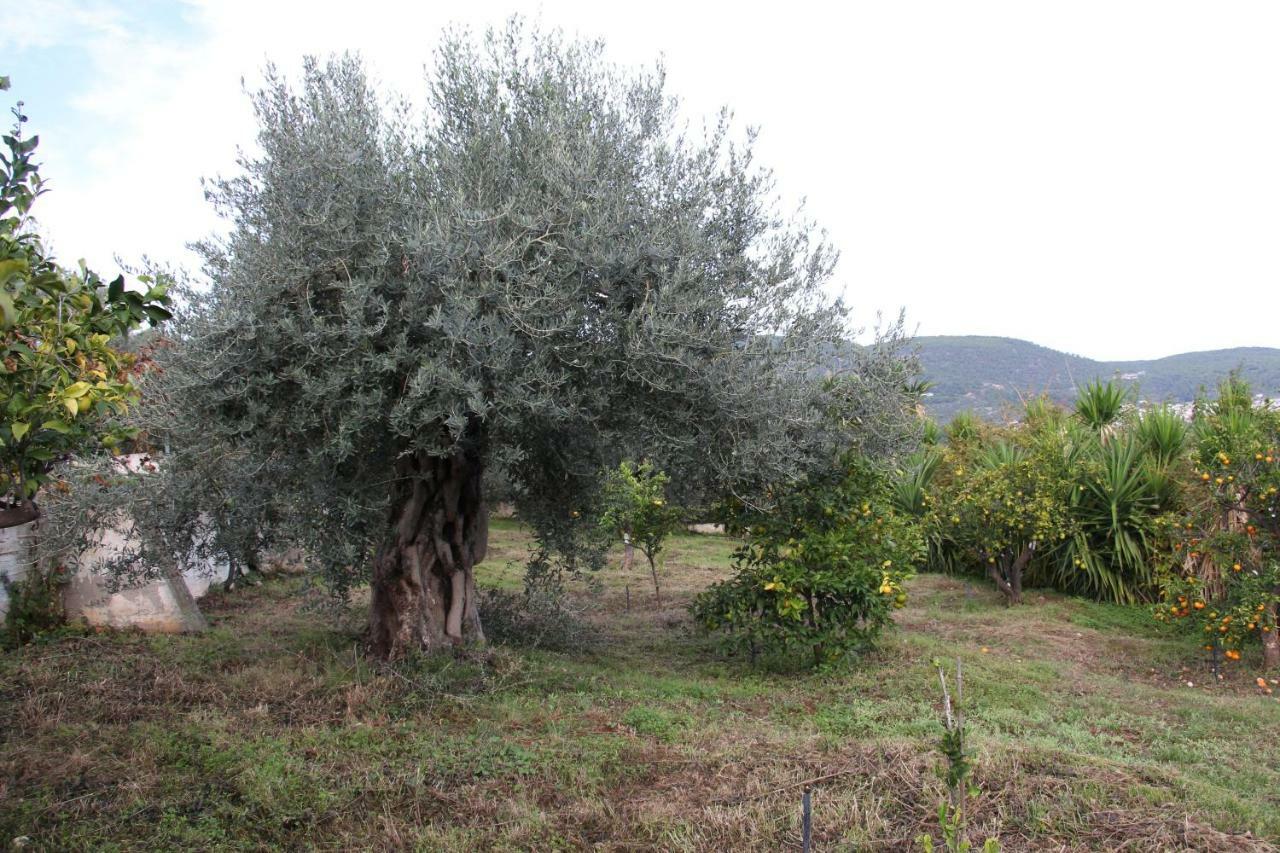 Villa Krassi Epidaurus Exteriör bild